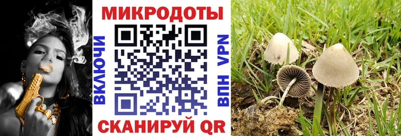 Купить  Тайшет  Галлюциногенные грибы Psilocybine cubensis 